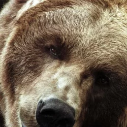 Bart the Bear II