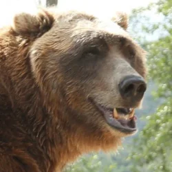 Bart the Bear