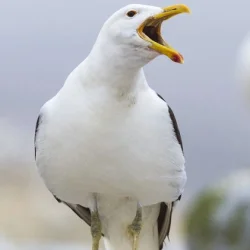 Sully Seagull