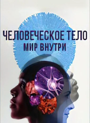 Человеческое тело: мир внутри