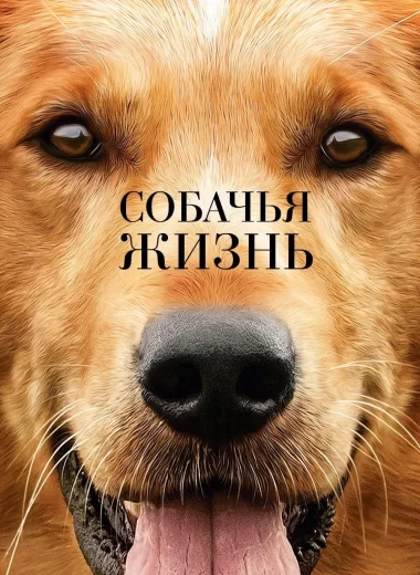 Собачья жизнь