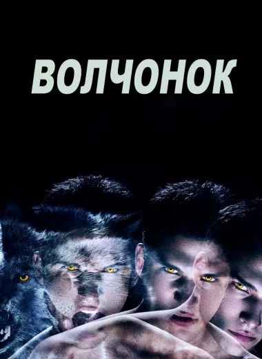 Волчонок
